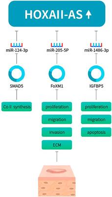 Emerging roles of long non-coding RNAs in keloids